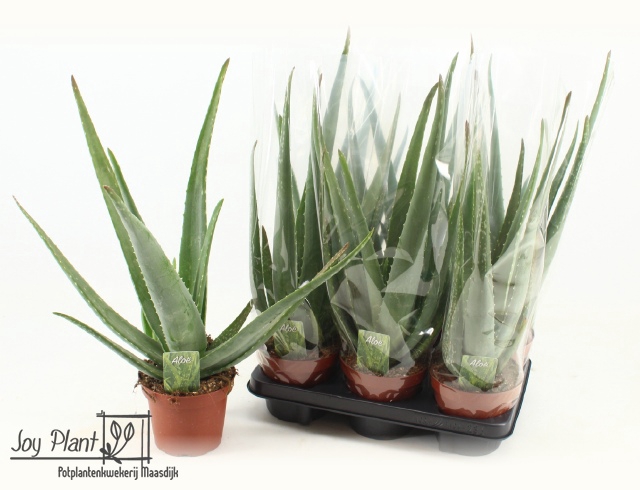 Aloe Vera 14Ø 45cm