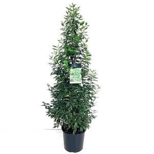 Prunus lus. 'Angustifolia'