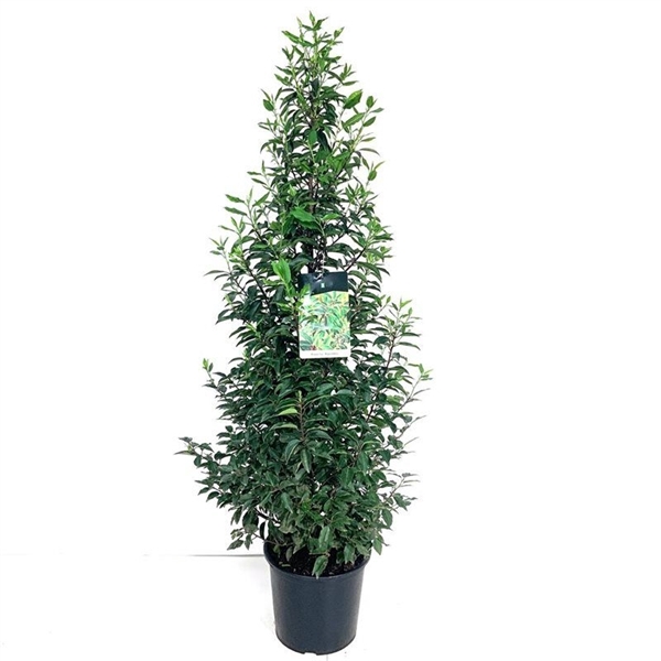 <h4>Prunus lus. 'Angustifolia'</h4>