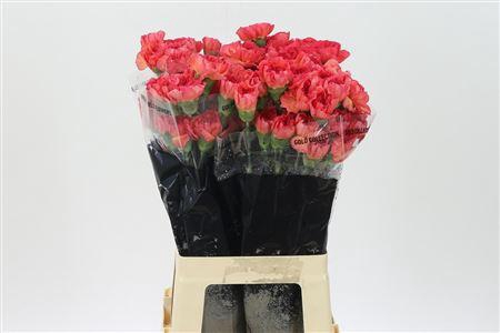 <h4>Di St Corallo</h4>