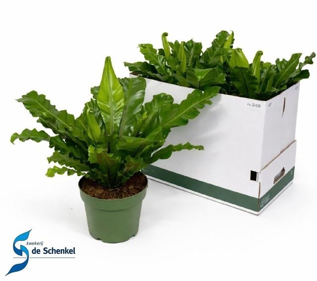 <h4>ASPLE NI CRISSIE</h4>