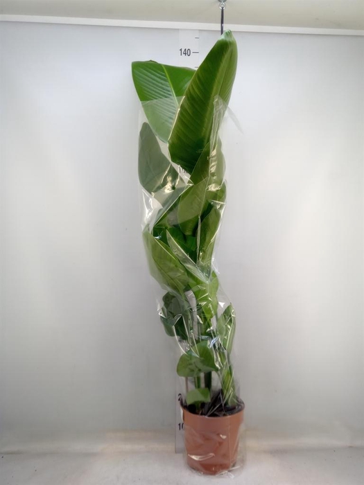 <h4>Strelitzia nicolai</h4>