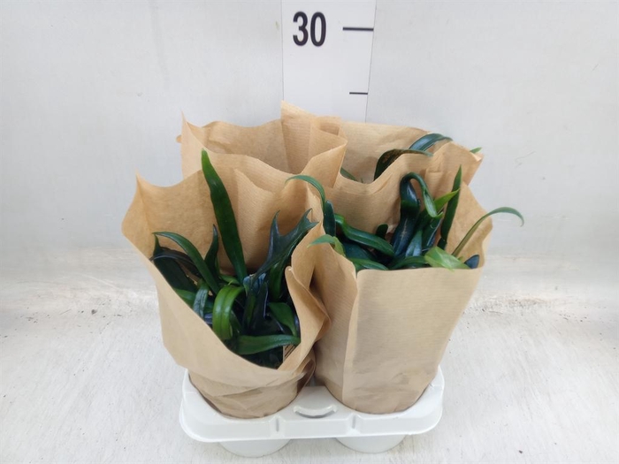 <h4>Microsorum diversifolium</h4>