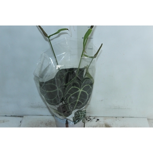 ANTHURIUM CLARINERVIUM P14