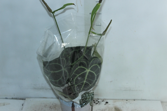 <h4>ANTHURIUM CLARINERVIUM P14</h4>
