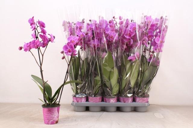 <h4>PHAL AN PASADENA</h4>