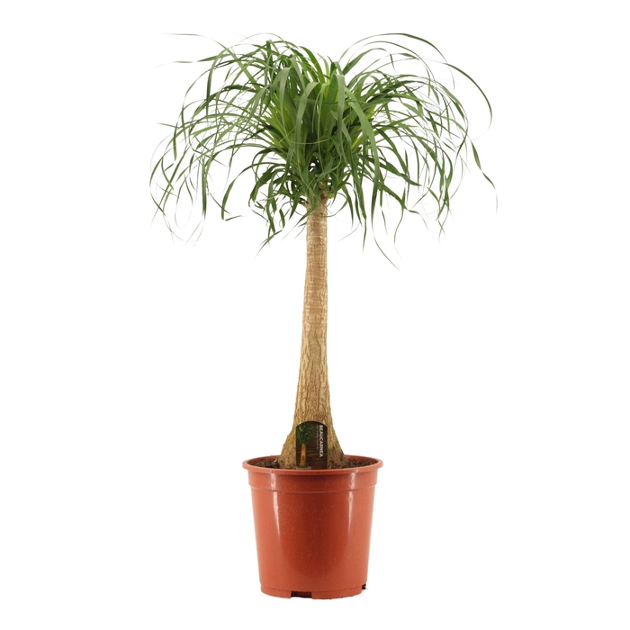 <h4>Beaucarnea Recht 27 cm</h4>