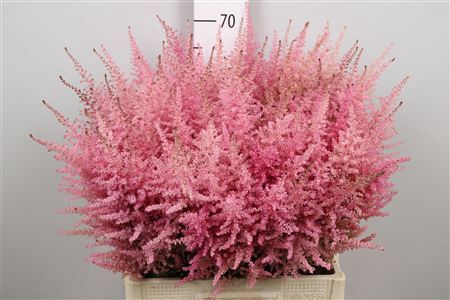 <h4>Astilbe arendsii 'Erika'</h4>