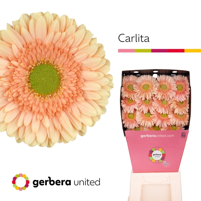 <h4>Gerbera Carlita Diamond</h4>