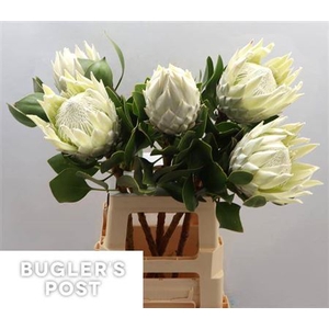 Protea Cy Ayoba Arctic Ice