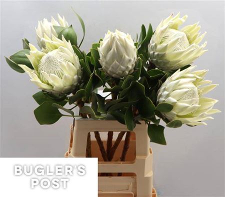<h4>Protea Cy Ayoba Arctic Ice</h4>