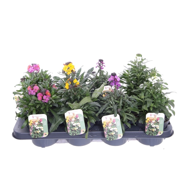 <h4>Erysimum linifolium mix</h4>