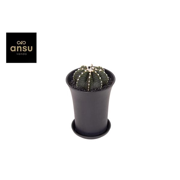 <h4>Gymno Cactus 'Black' XL</h4>