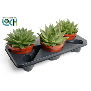 Echeveria Agavoides