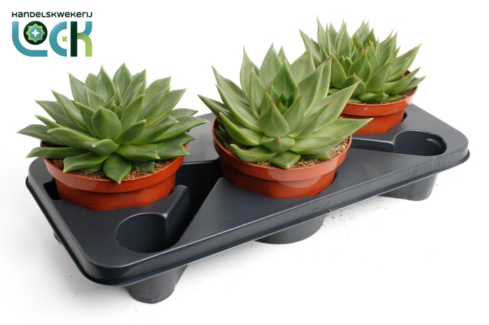 <h4>Echeveria Agavoides</h4>