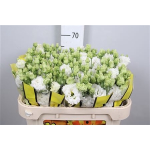 Eus G Alissa Pure White (x40)