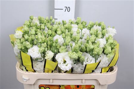 <h4>Eus G Alissa Pure White (x40)</h4>