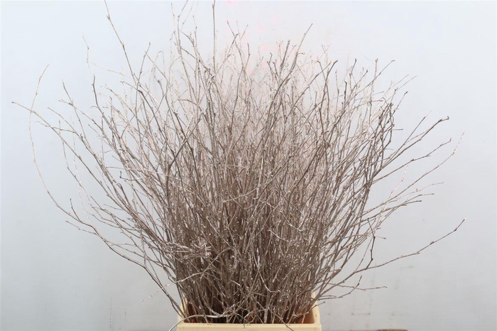 Berk 70cm Gl Champagne Pbs