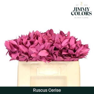Ruscus L50 Klbh. cerise