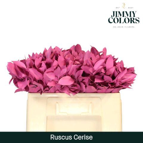 <h4>Ruscus L50 Cerise</h4>