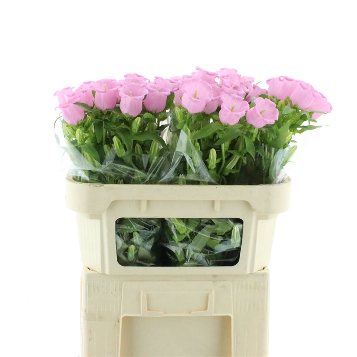 <h4>Camp M Pearl Pink</h4>