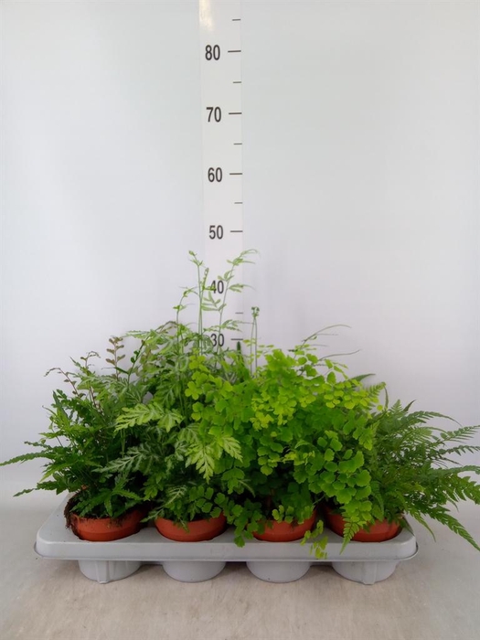 <h4>Ferns   ...mix</h4>