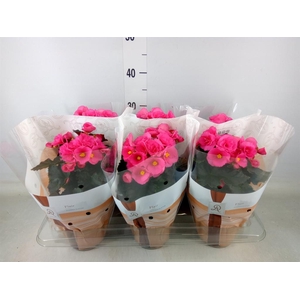 Begonia elat. HL 'Adonia Pink'