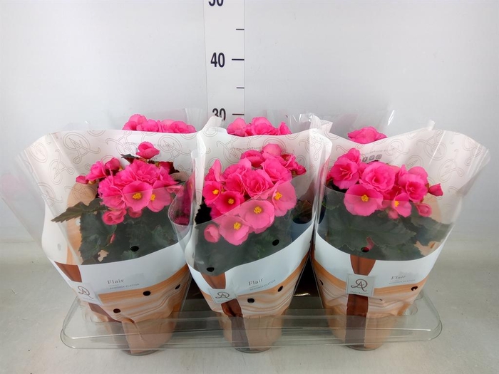 <h4>Begonia elat. HL 'Adonia Pink'</h4>