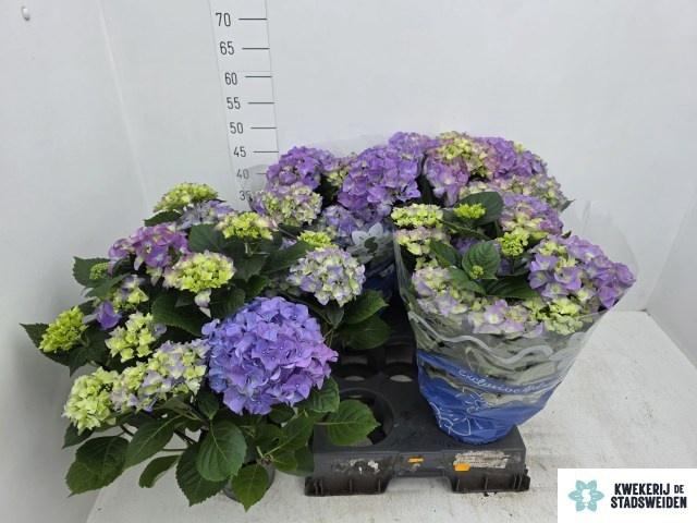 <h4>HYDR M EARLY BLUE</h4>