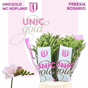 FREESIA DU ROSARIO 23 GR.