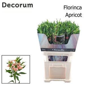 ALST FL CHARMELIA APRICOT