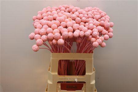 <h4>Craspedia Klb Light Pink</h4>