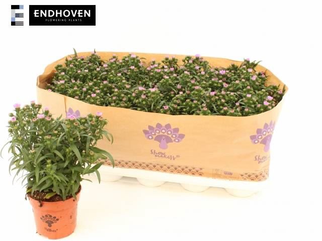 <h4>Aster n-b 'MysLady Brigitte'</h4>
