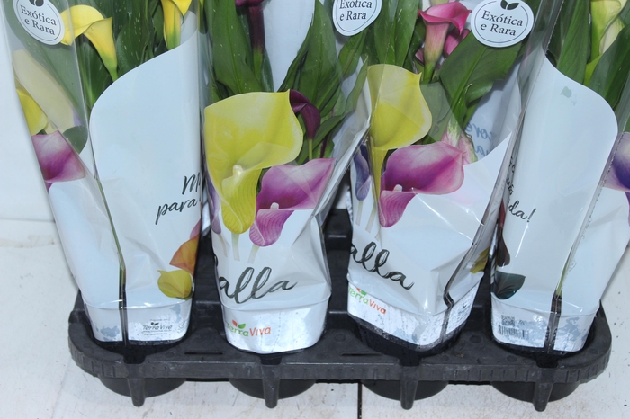 <h4>CALLA COLORIDA P14</h4>