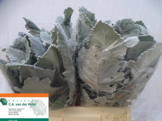 <h4>JACOBAEA NEW LOOK</h4>