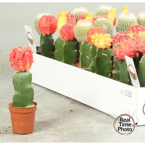 CACTUS GEM