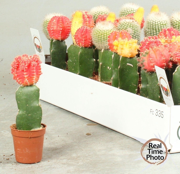 <h4>CACTUS GEM</h4>
