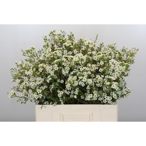 Chamelaucium Dancing Queen White