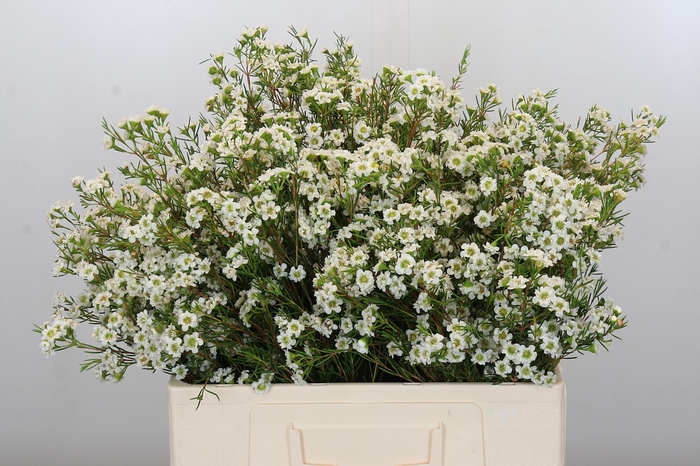 <h4>Chamelaucium Dancing Queen White</h4>