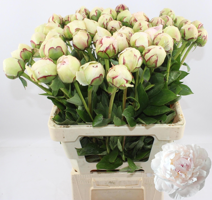 <h4>PAEO L ODILE</h4>