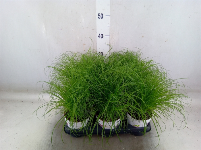 <h4>Cyperus alternifolius 'Zumula'</h4>