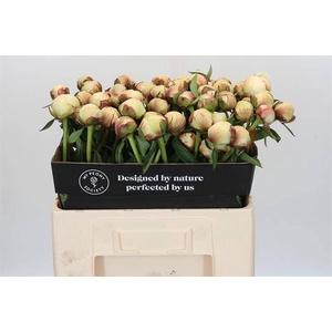 Paeonia dr f g brethour
