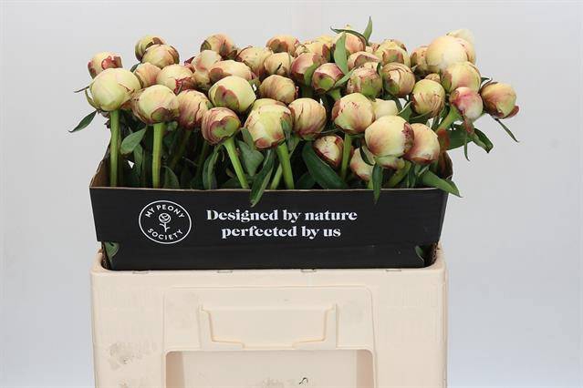 Paeonia dr f g brethour