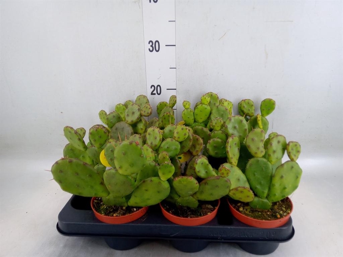 <h4>Opuntia humifusa</h4>
