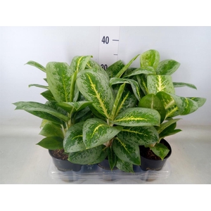 Aglaonema  'Lemon Mint'