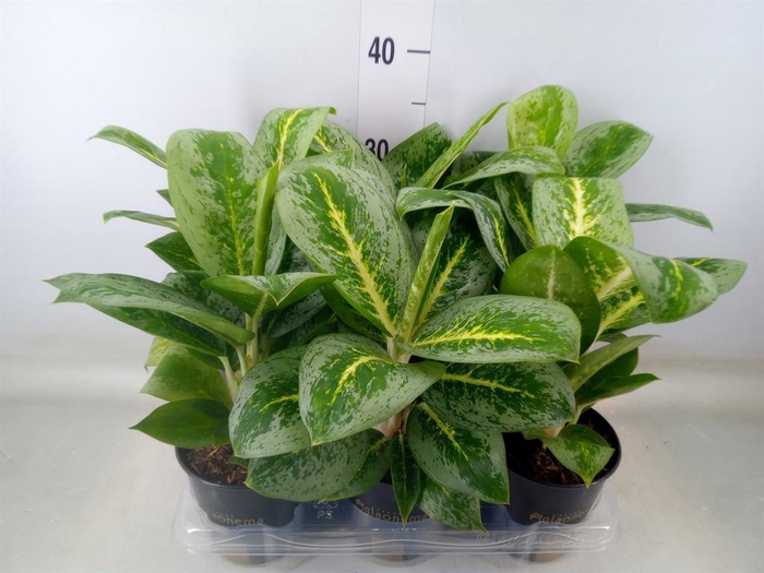 <h4>Aglaonema  'Lemon Mint'</h4>