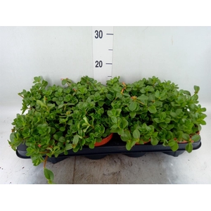 Portulaca   ...mix in pot