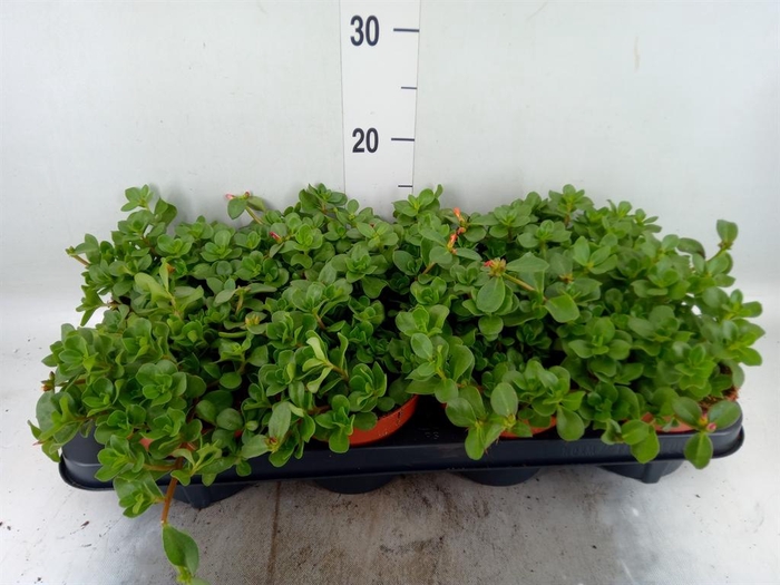 <h4>Portulaca   ...mix in pot</h4>