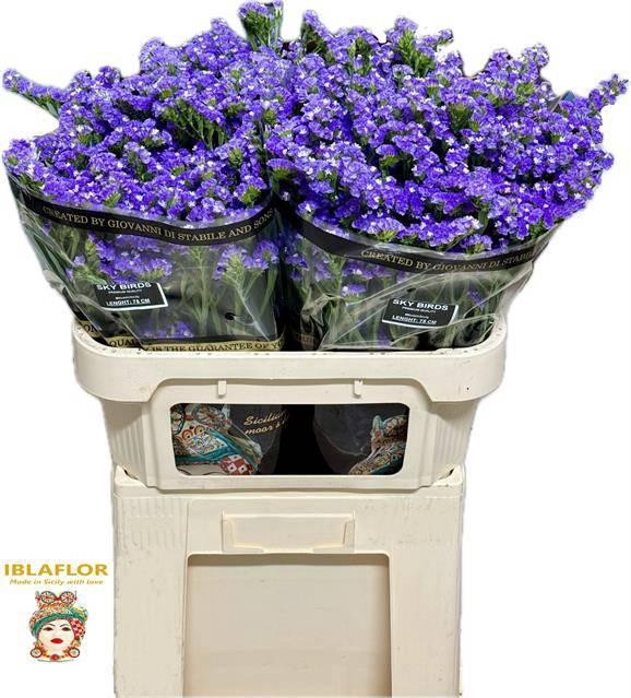 <h4>Lim S Sky Birds</h4>