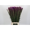 Liatris Spicata